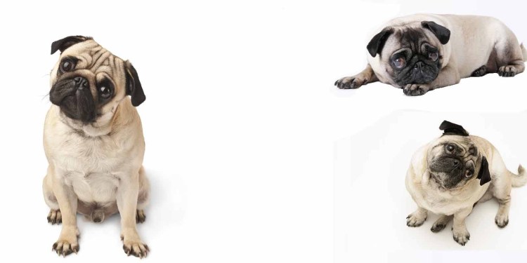 Мопс в сидячей позе