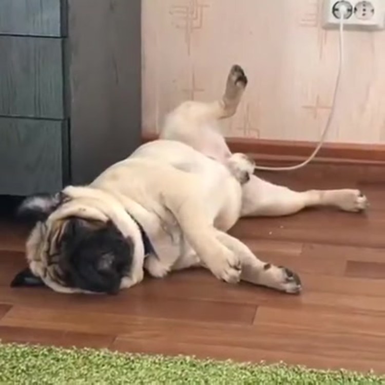 Мопсики обнимаются