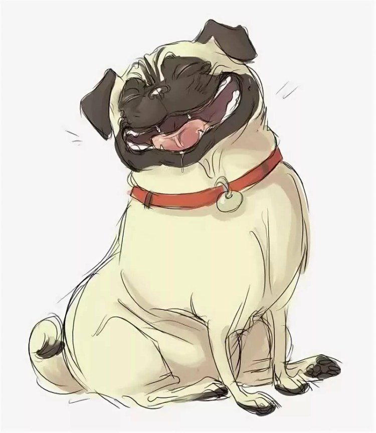 Мопсик медик