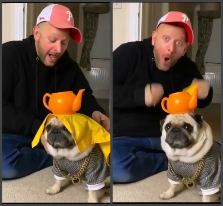 Мопс у компа