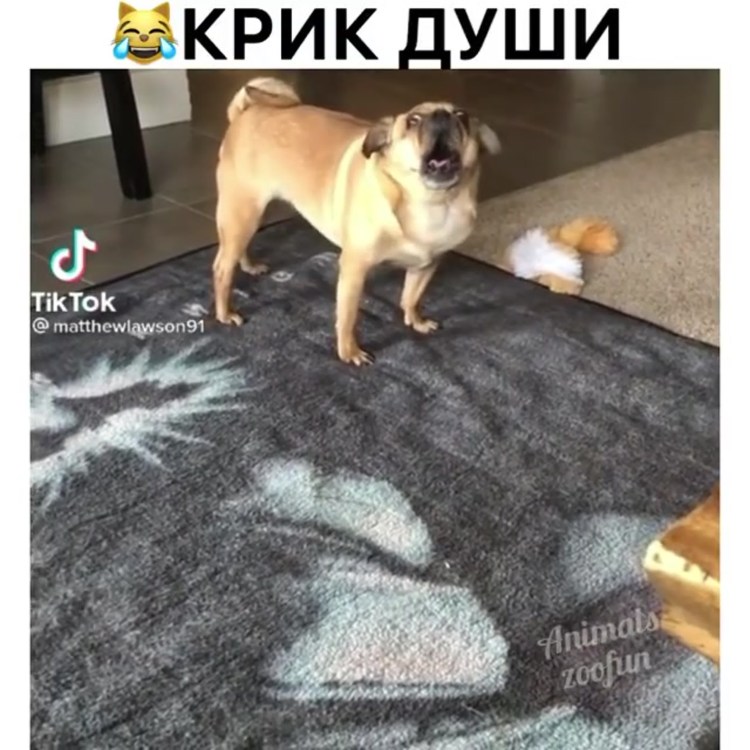 Бедные мопсики
