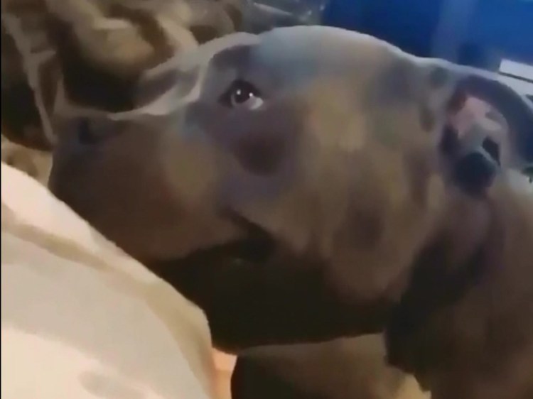 Мопс выглядывает арт