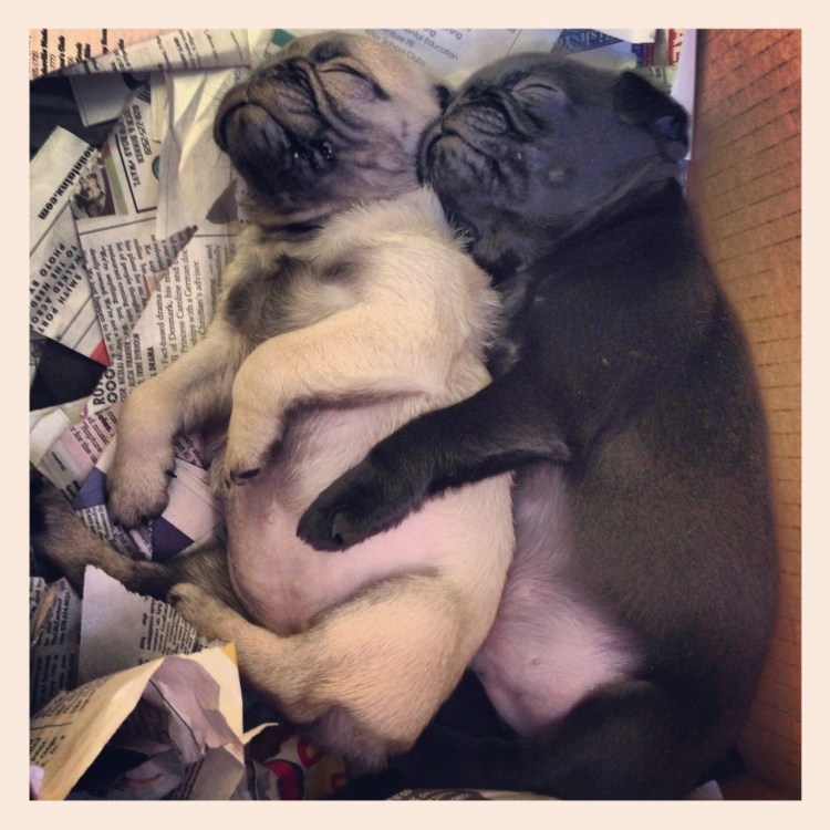 Мопс Ираклий