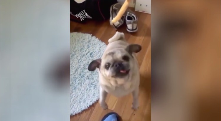 Пухлый Мопс Леня