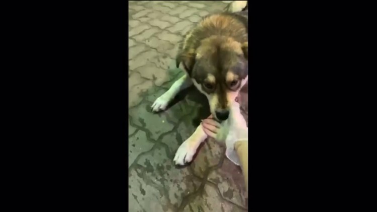 Мопс бандит