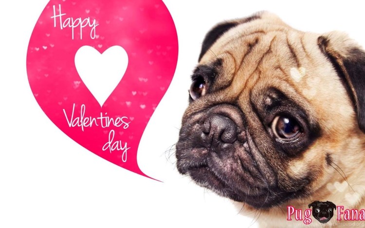 Золотой Мопс