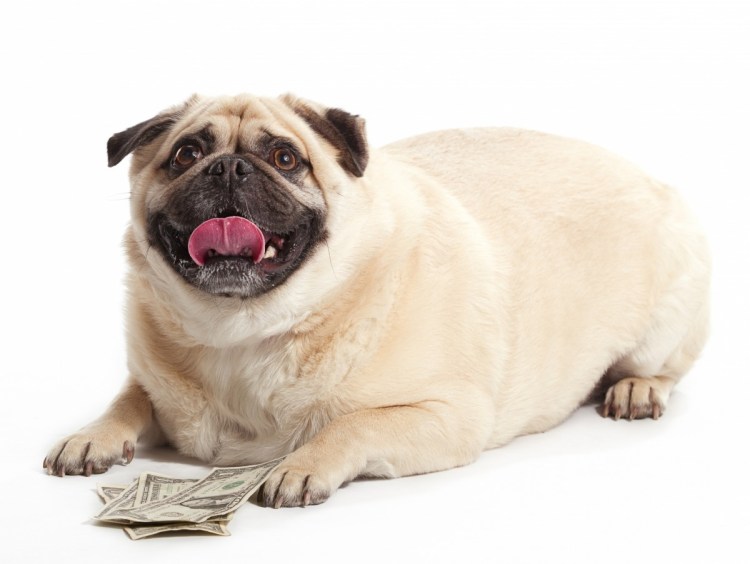 Дядя Мопс в шляпе