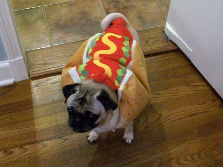 Мопс наркоман