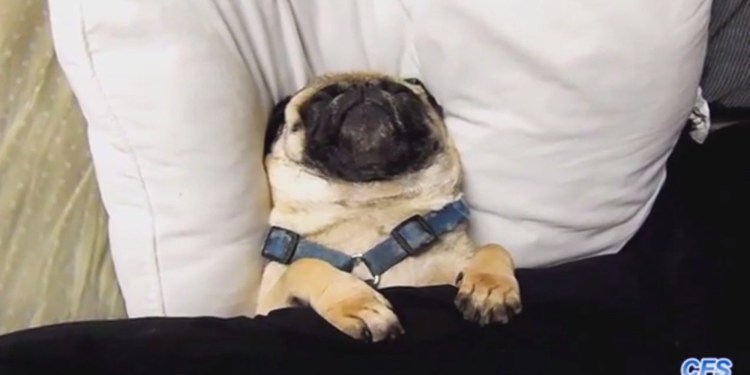 Сергей Новиков Мопс дядя пес