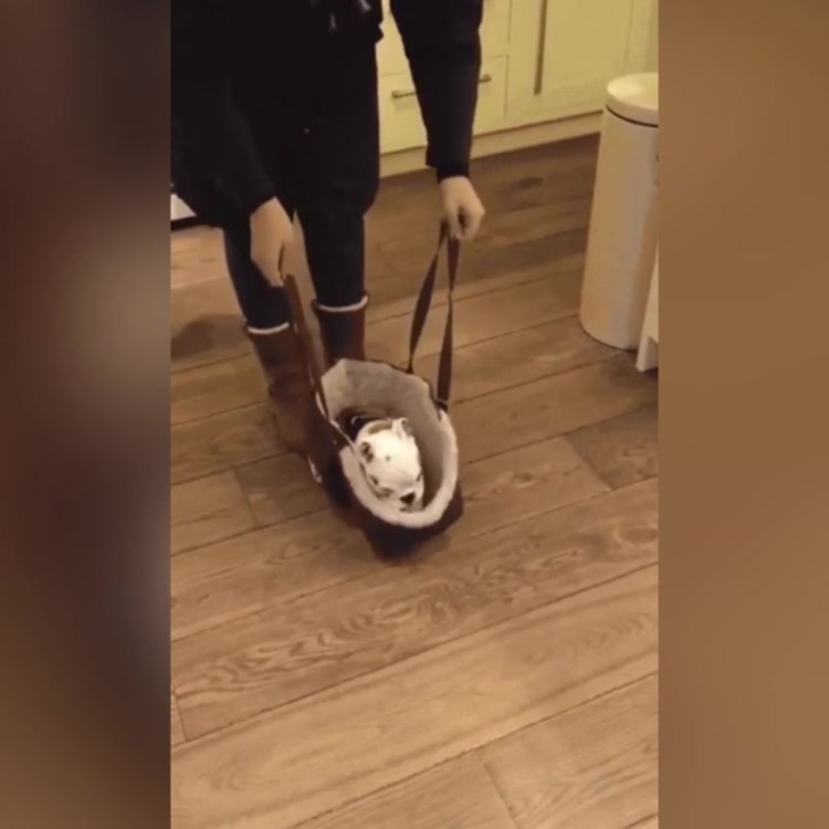 Зацелованная собака