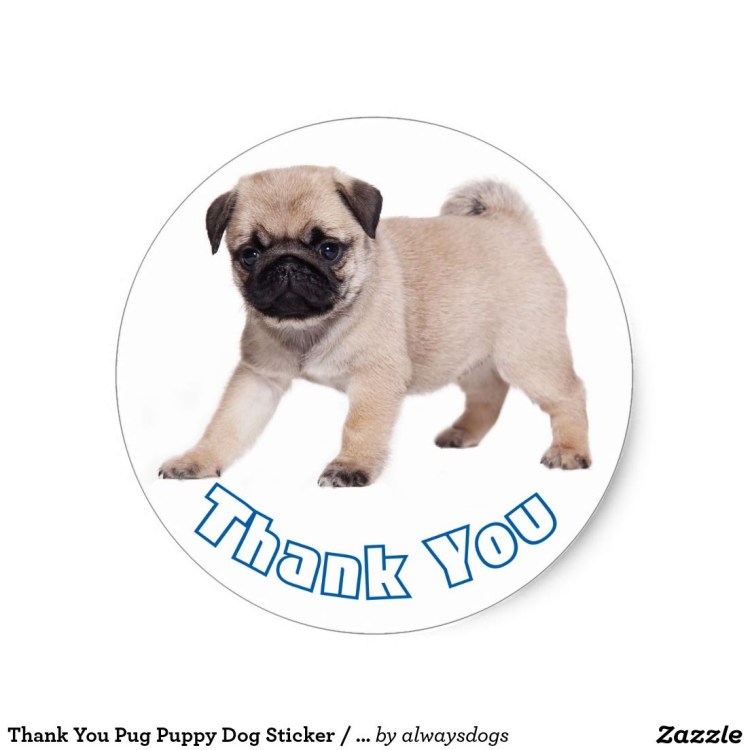 Мопс с днем рождения