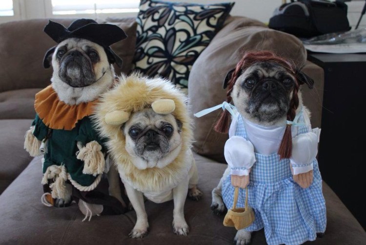 Валентинка с мопсом