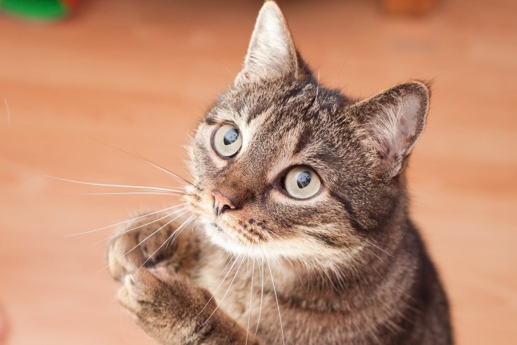 Жалобный котик