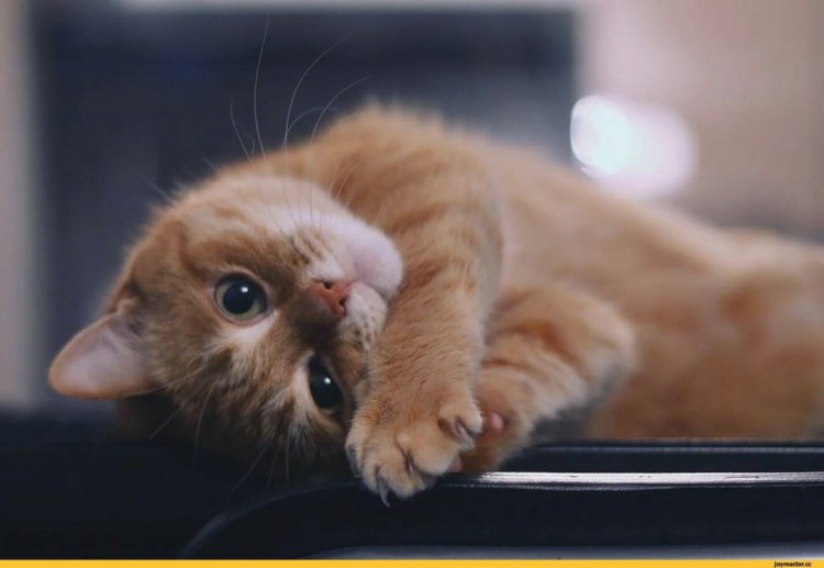 Шрек 2 кот в сапогах