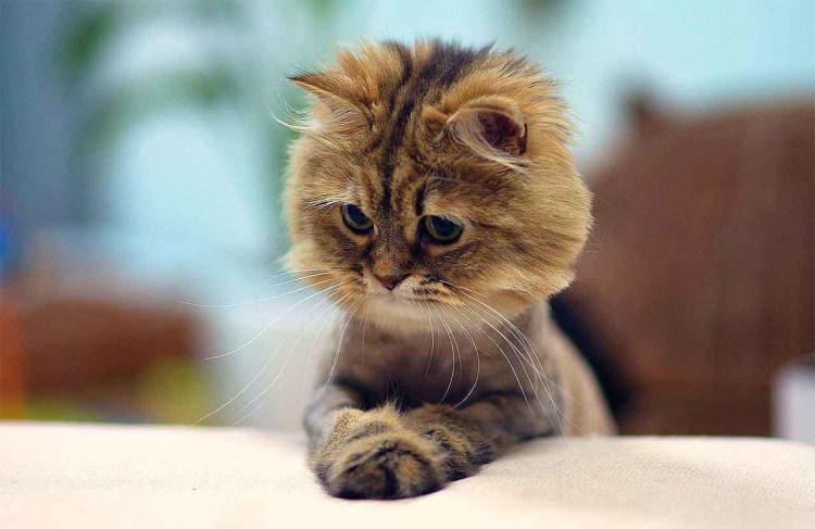 Котик молится