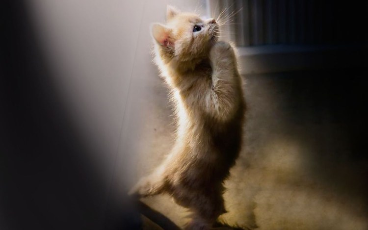 Господи избавь мир от идиотов