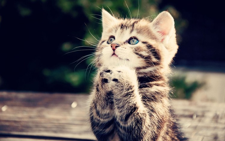 Котик из Шрека