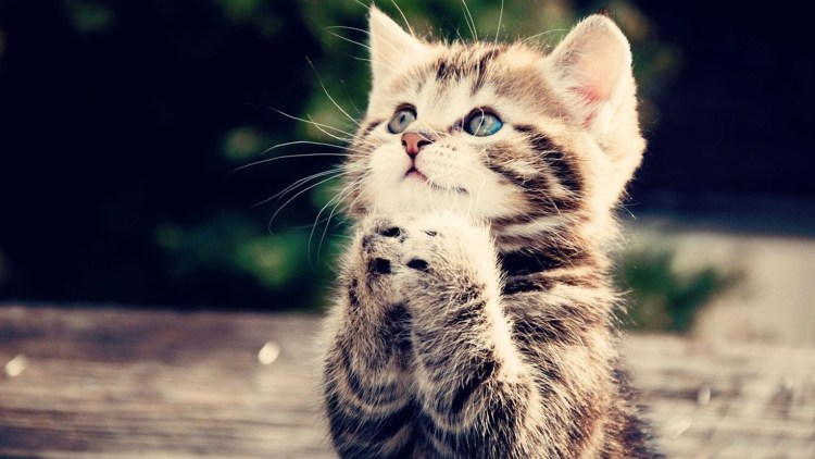 Няшные котята