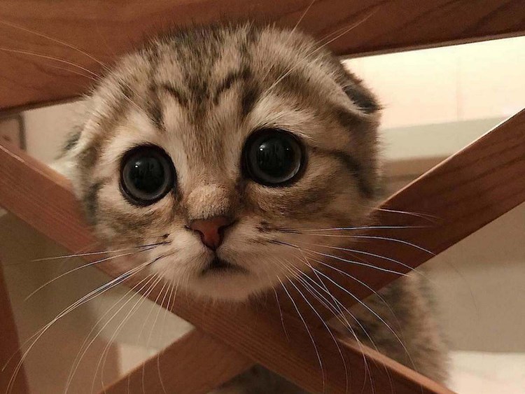 Котик просит прощения