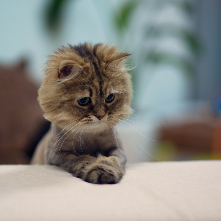 Просящий котик