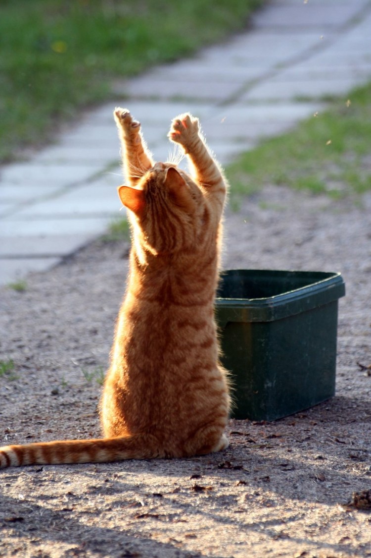 Кот из Шрека глаза