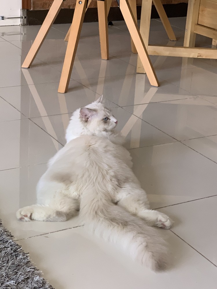 Хоба и шпагат кота