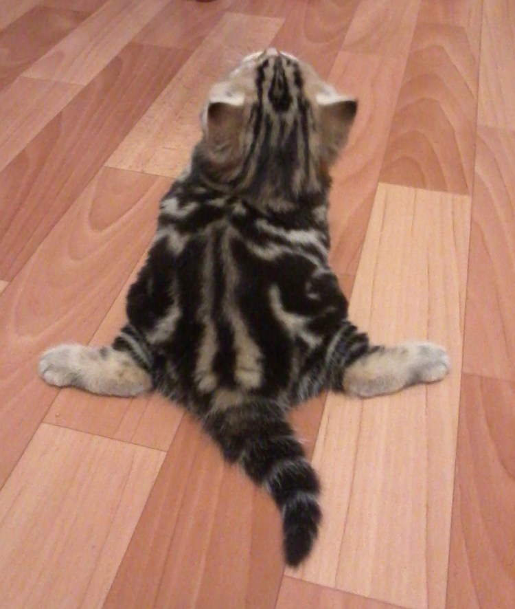 Кот сидит на шпагате