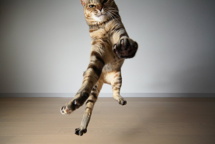 Кот сидит на шпагате