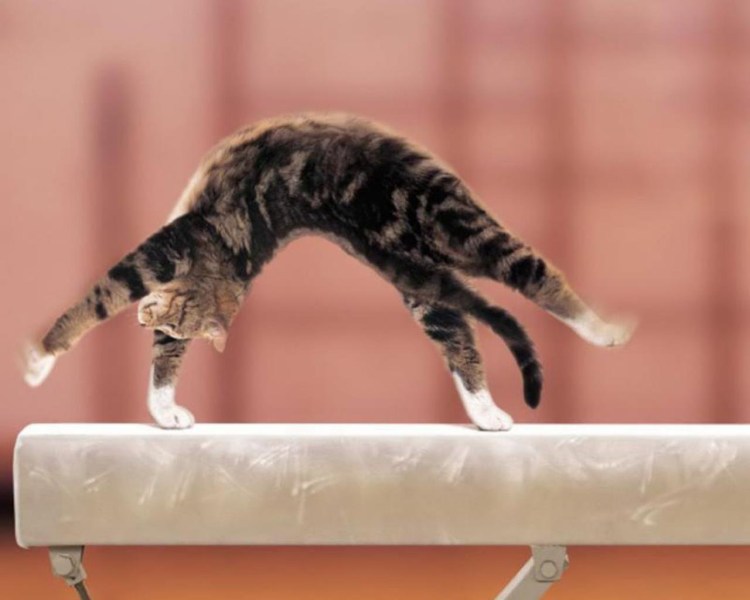 Кот с поднятой лапой