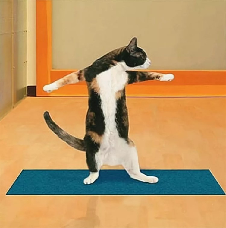 Котик тренируется