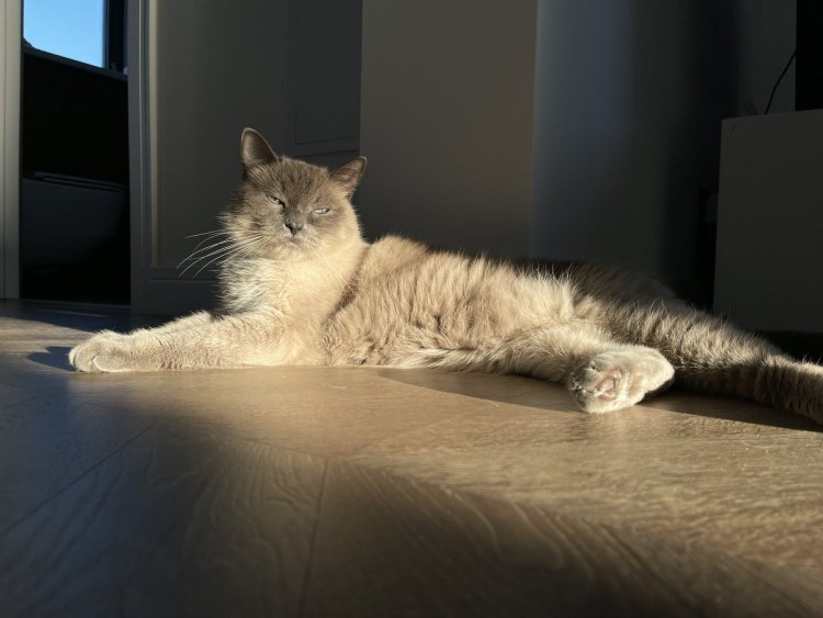 Йога позы животных