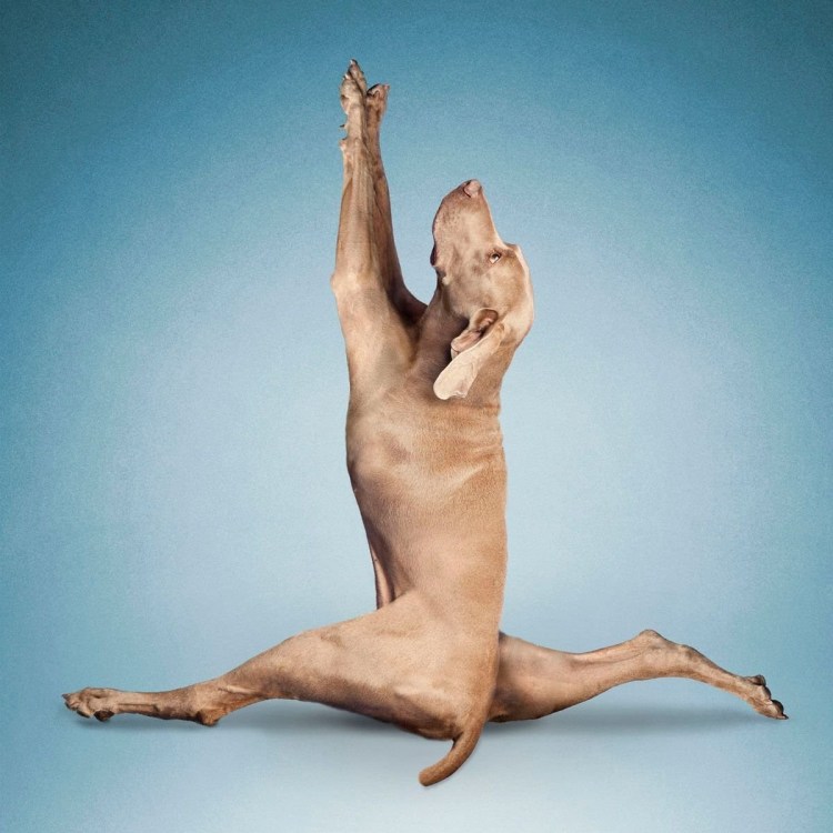 Забавные позы животных