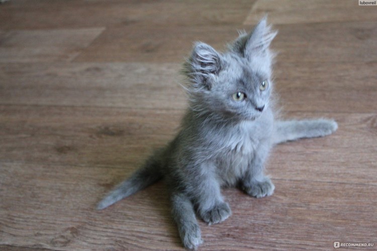 Шпагат от кота пепельного цвета