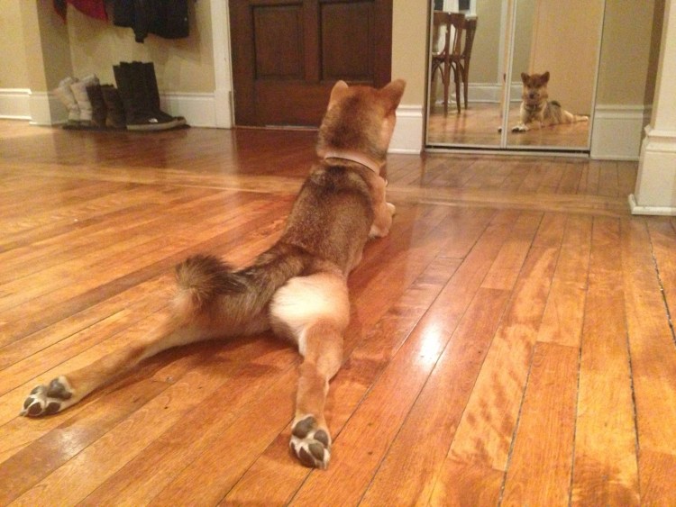 Кот прыгает