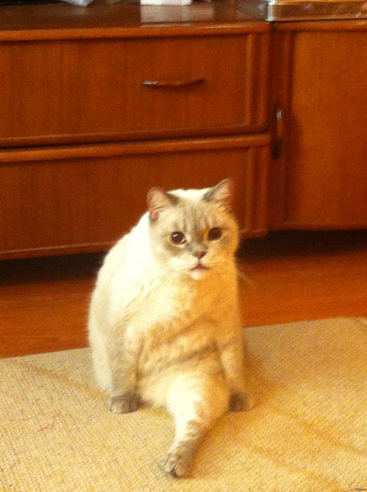 Кот на шпагате