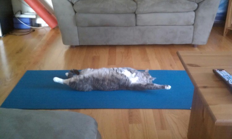 Кот на зарядке