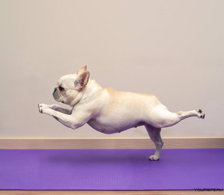 Кот сидит на шпагате