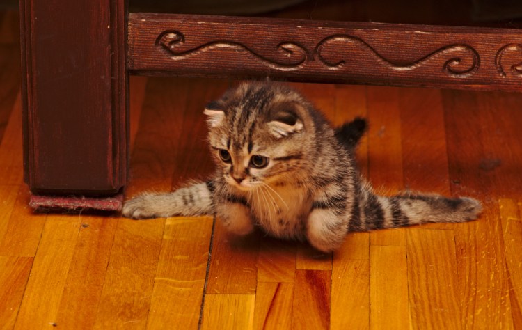 Кошачий шпагат