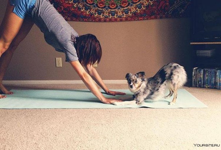 Кошка отдыхает