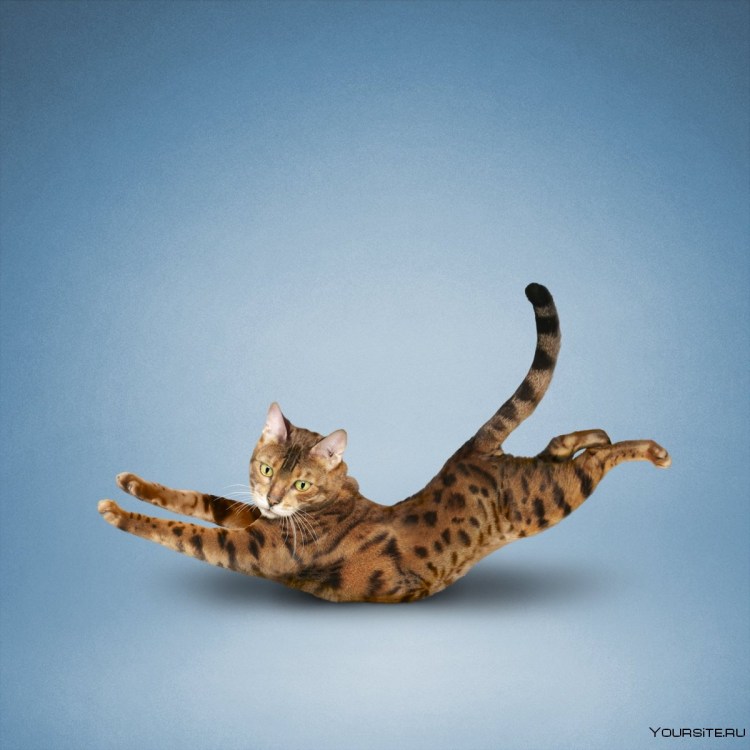 Кошка в интересной позе