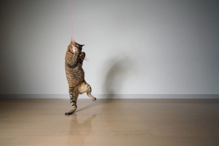 Танцующая кошка