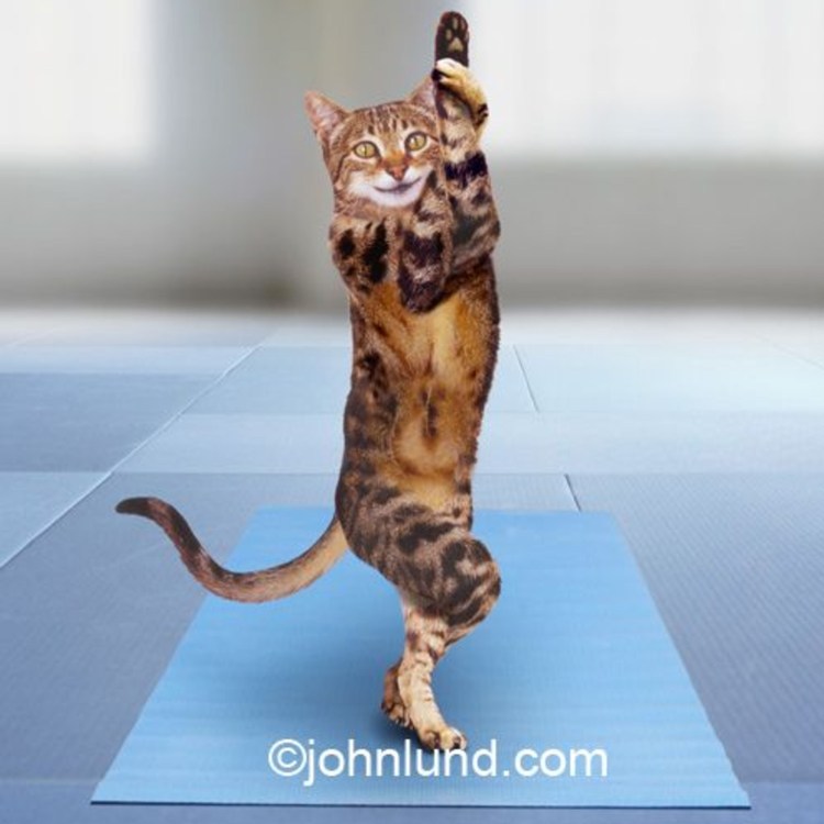 Кот занимается йогой
