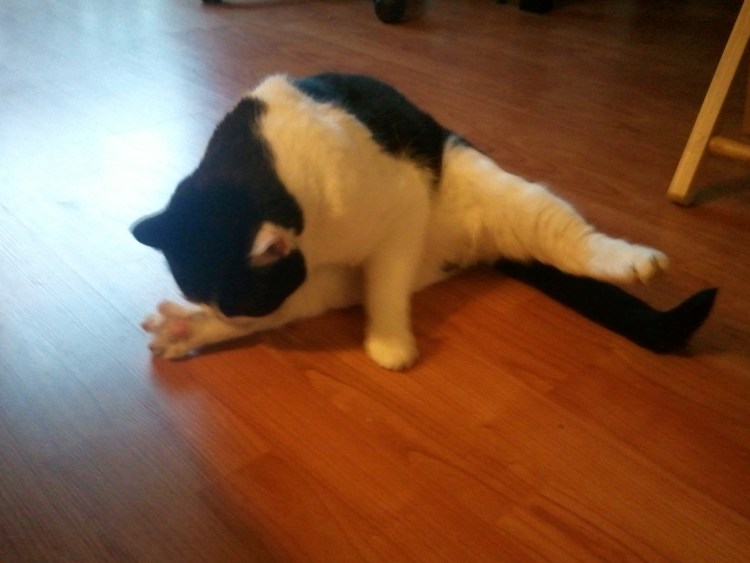 Кот сидит на шпагате