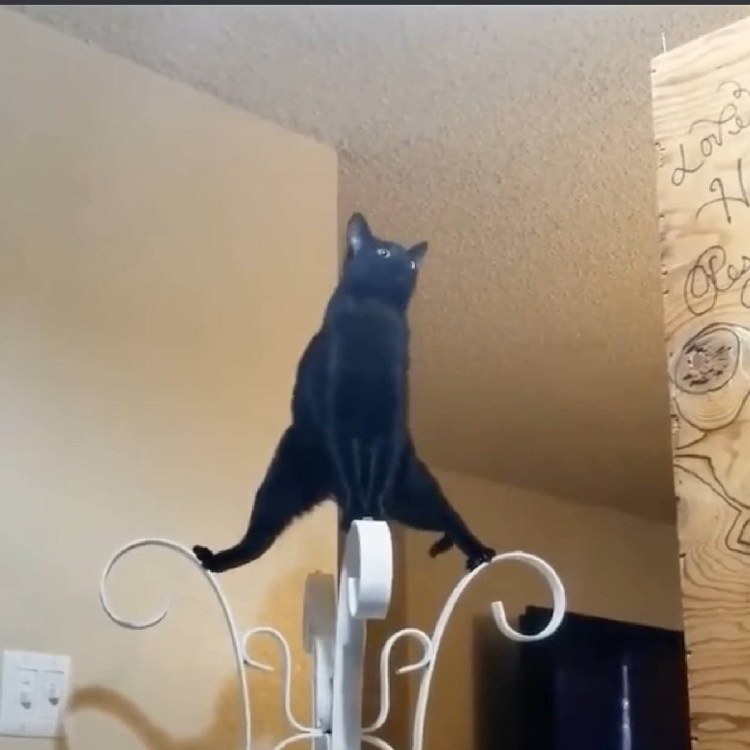 Смешной котик в шпагате