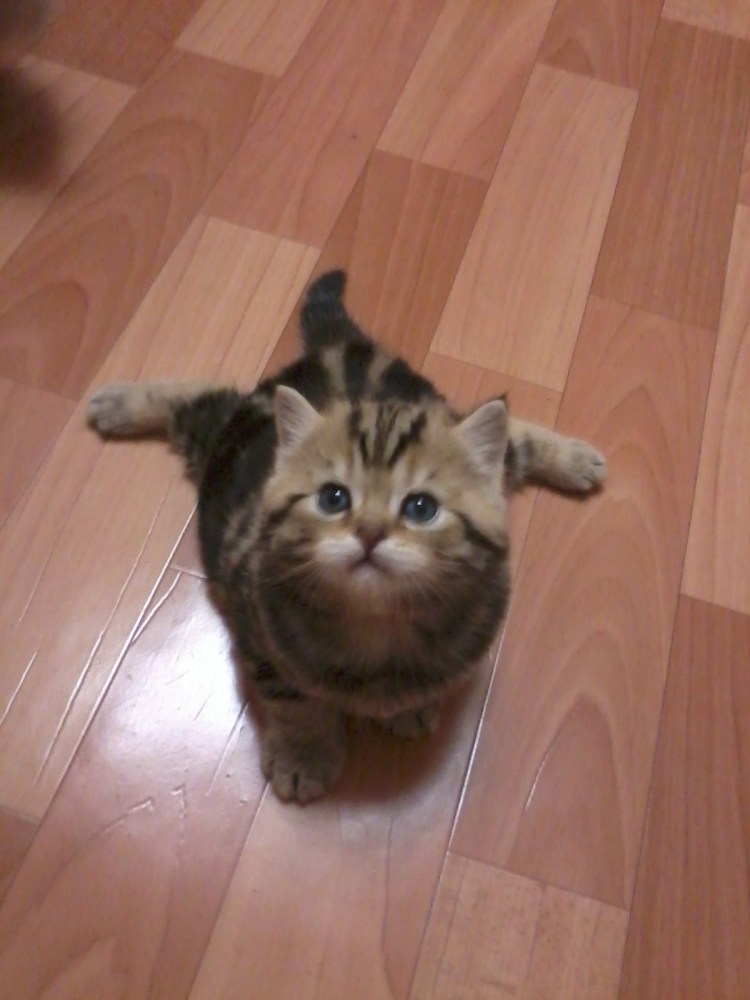 Кот лижет яйца