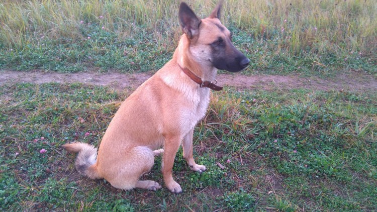 Метис бельгийской овчарки