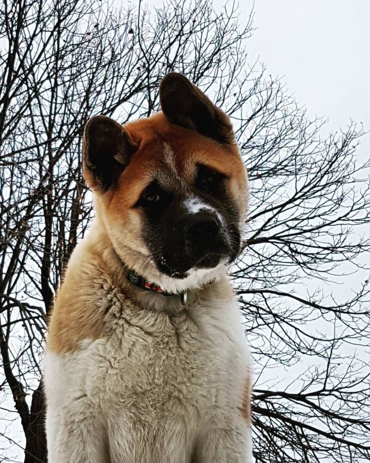 Бельгийская овчарка рыжая