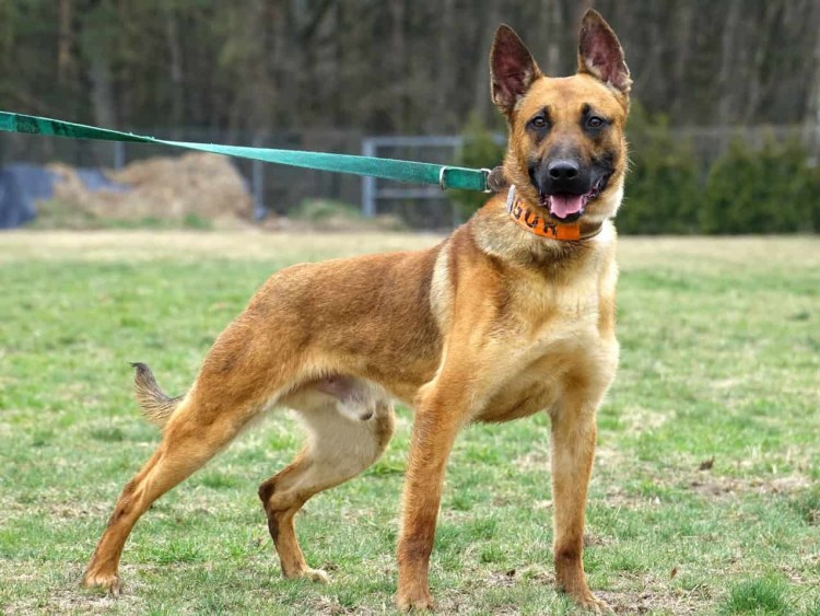 Испанская овчарка