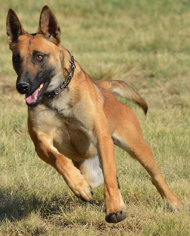 Метис Карело-финской лайки и овчарки