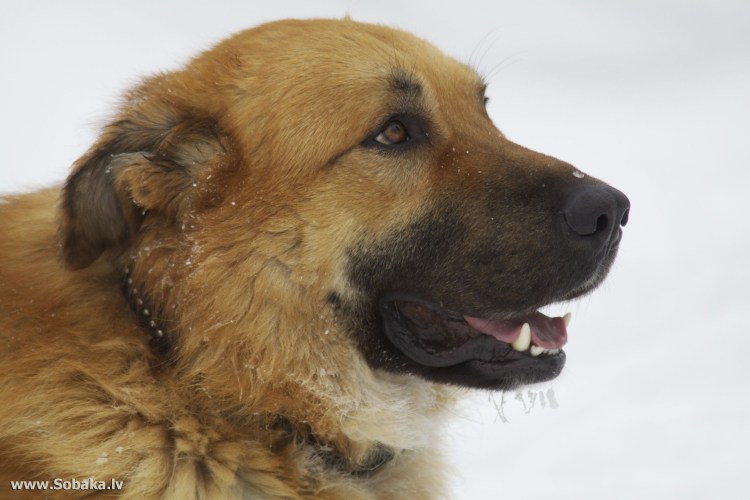 Малинуа овчарка Бельгийская овчарка